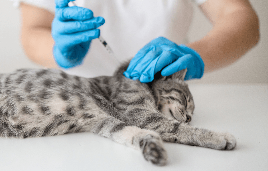Featured image for post: The Soaring Demand for Veterinary Compounding