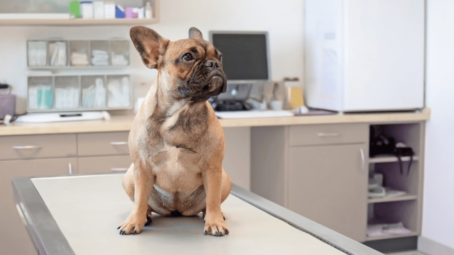 Featured image for post: Tailored Treatments for your Furry Friends: A Simple Guide to Veterinary Compounding